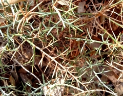 Genista tricuspidata