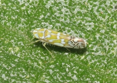 Diceratalebra interrogata