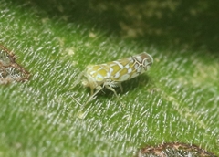 Diceratalebra interrogata