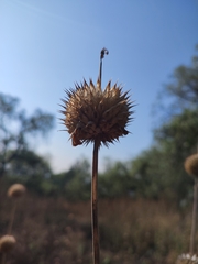 Leonotis nepetifolia