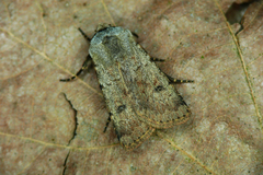 Agrotis cinerea