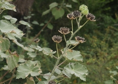 Abutilon hulseanum
