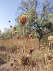 Leonotis nepetifolia