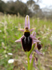 Ophrys exaltata