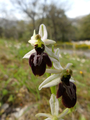 Ophrys exaltata