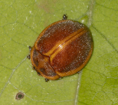 Chelymorpha clathrata