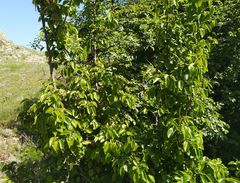 Pyrus communis caucasica