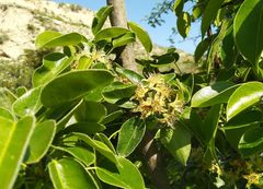 Pyrus communis caucasica