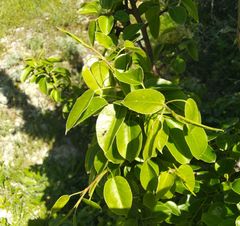 Pyrus communis caucasica