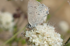 Satyrium