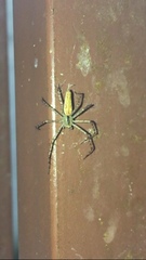 Peucetia rubrolineata