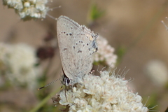 Satyrium