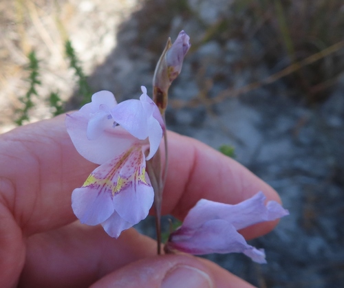 Image of Gladiolus martleyi by (c) linkie, some rights reserved (CC BY)