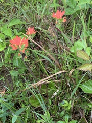 Castilleja coccinea