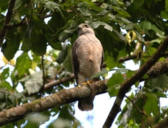 Buteo ridgwayi