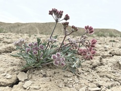 Vesper bulbosus