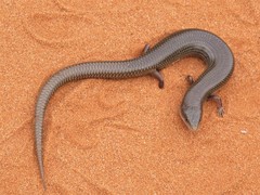 Cyclodomorphus melanops