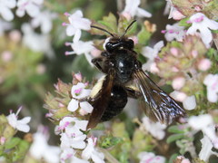 Andrena pilipes