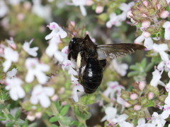 Andrena pilipes