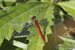 Sympetrum kunckeli