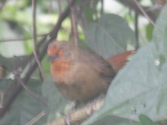Phacellodomus erythrophthalmus