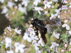 Andrena pilipes