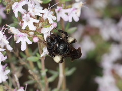 Andrena pilipes