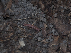 Polydesmus complanatus illyricus