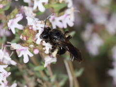 Andrena pilipes