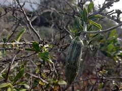 Fockea edulis
