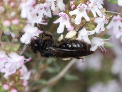 Andrena pilipes
