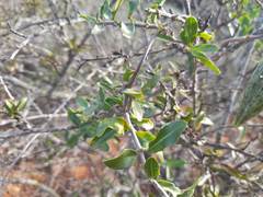 Fockea edulis