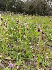 Ophrys exaltata