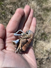 Procambarus gracilis