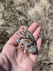 Procambarus gracilis