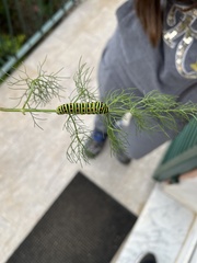 Papilio machaon