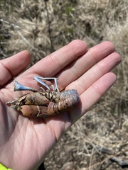 Procambarus gracilis