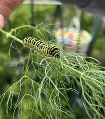 Papilio machaon