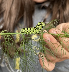 Papilio machaon