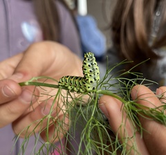 Papilio machaon