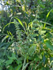 Ocimum gratissimum