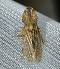 Eupelix cuspidata