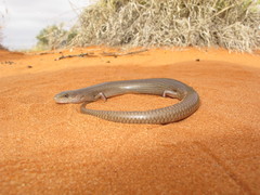 Cyclodomorphus melanops