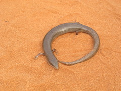 Cyclodomorphus melanops