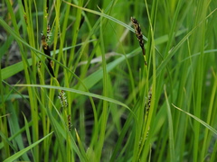 Carex melanostachya