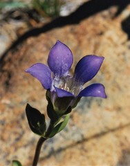 Gentiana setigera