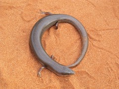 Cyclodomorphus melanops