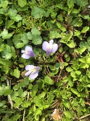 Mazus fauriei