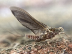 Ephemerella subvaria