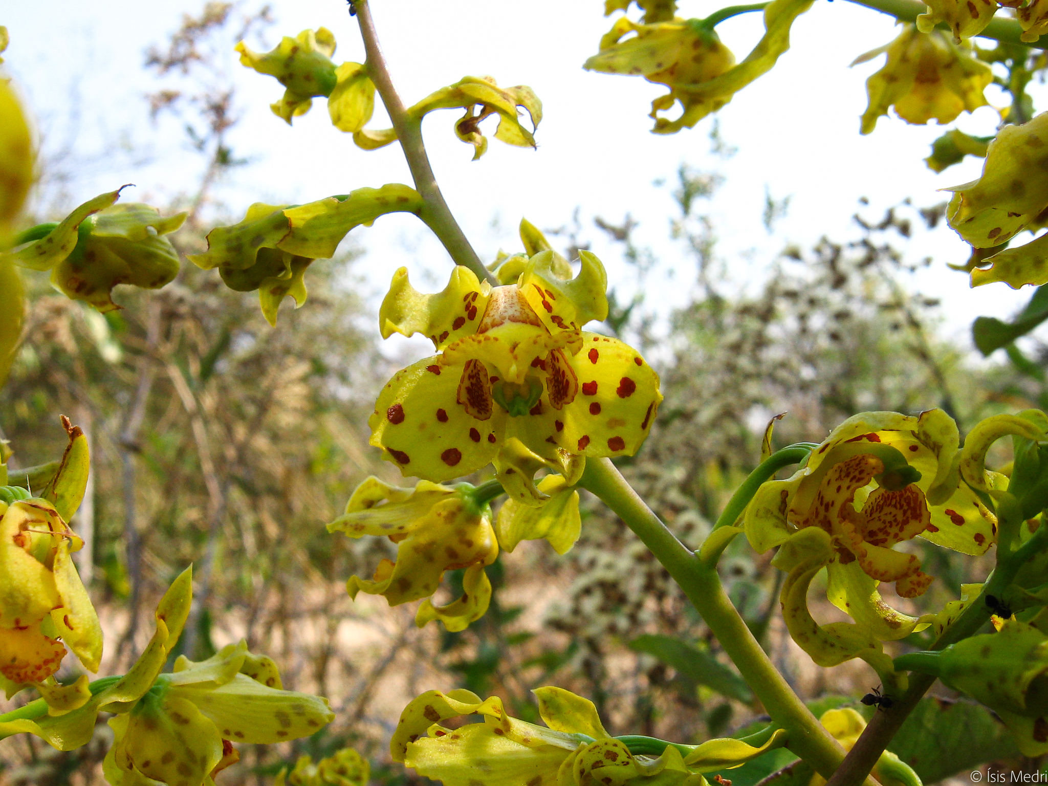 Cyrtopodium virescens Rchb.f. & Warm. 3